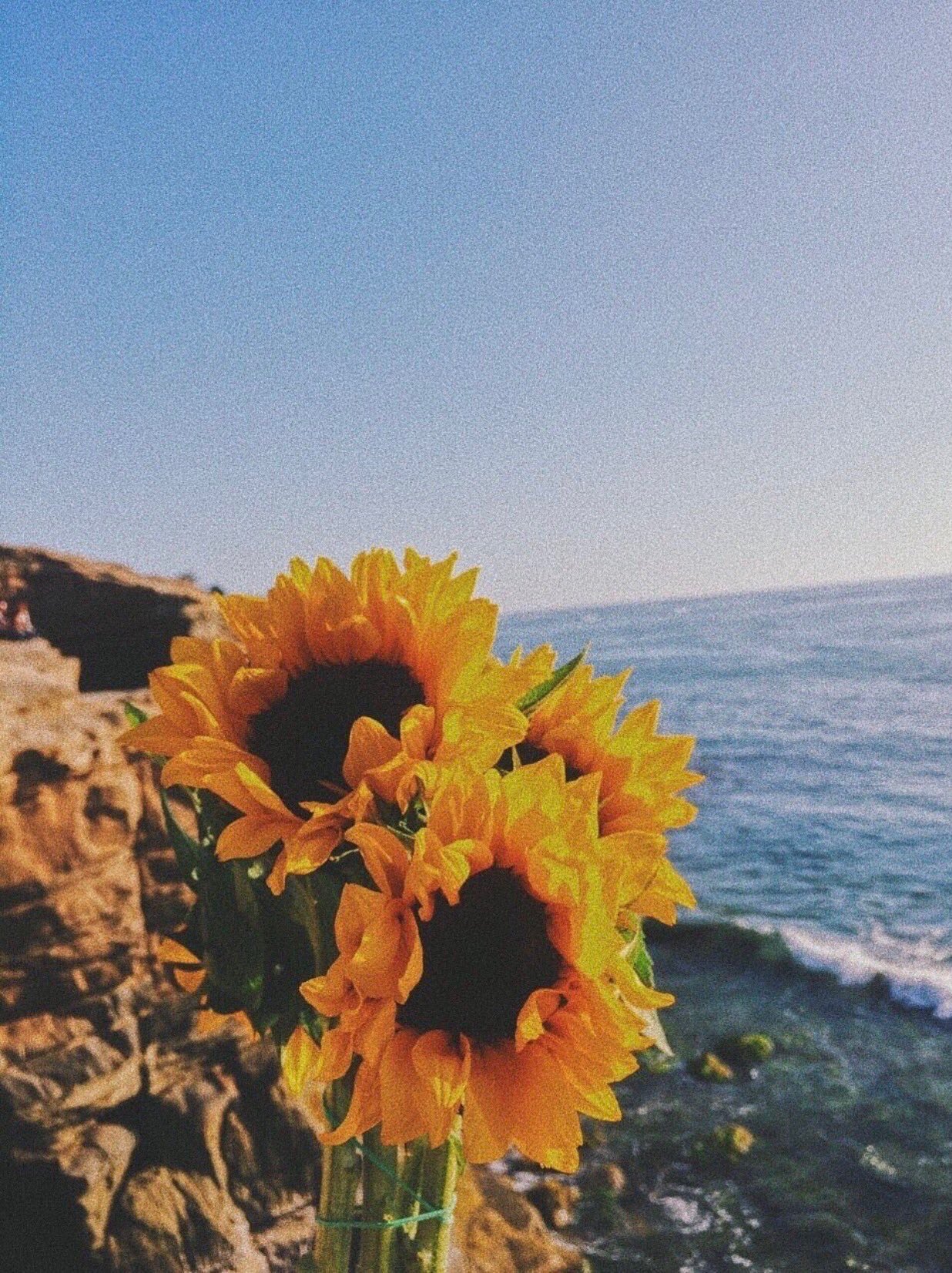 cacechinel_'s profile banner image