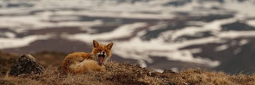 carlabsinclair's profile banner image