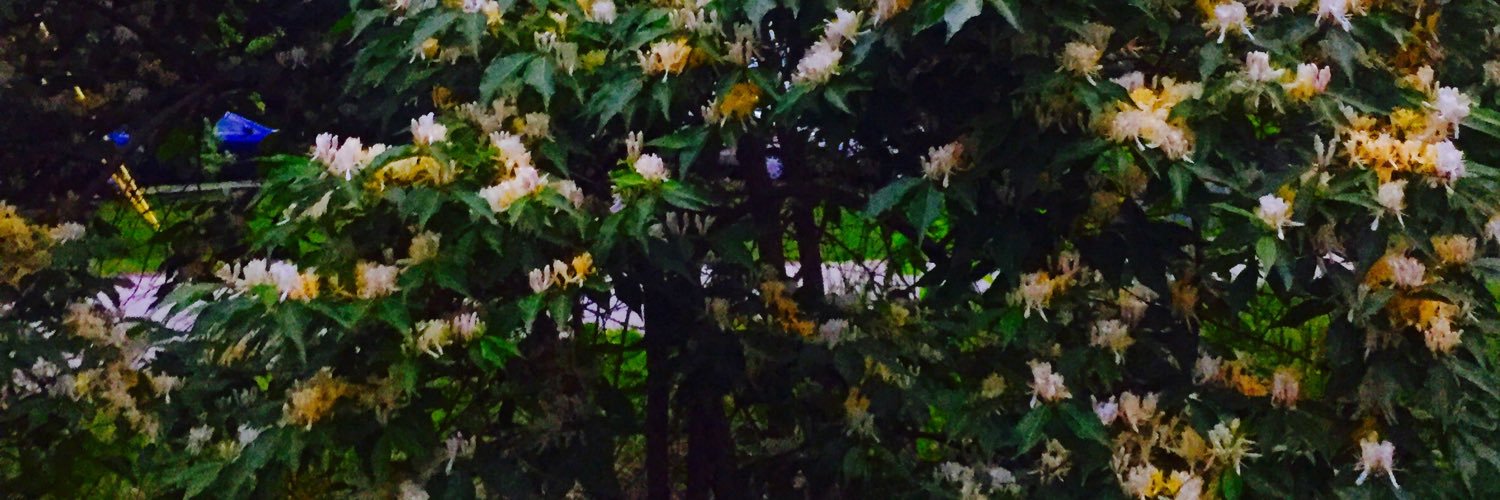 cretiao's profile banner image