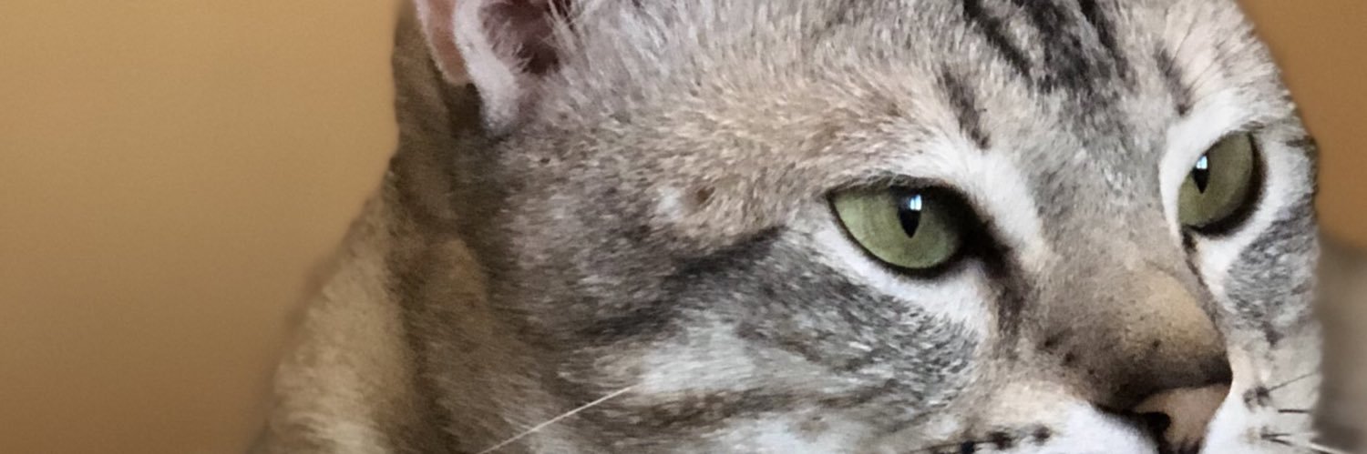 Neil Alcantara | IG: catsofelpueblo banner