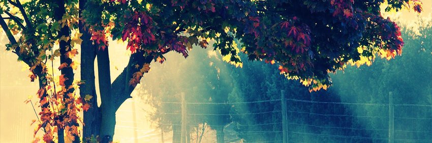 fabiola_pu's profile banner image