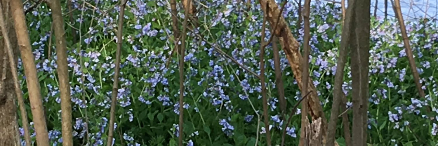 ChaneySchaney's profile banner image
