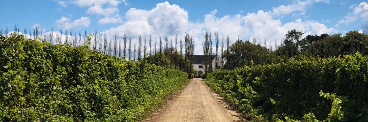 Dominique Solomon banner