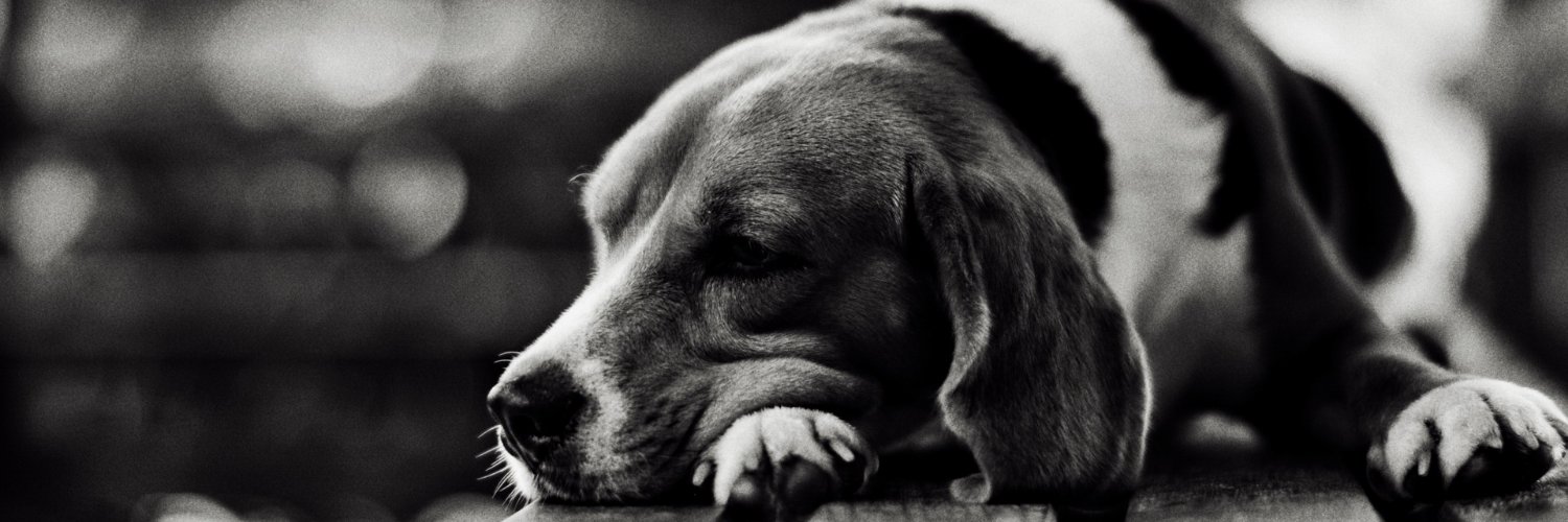 karloo_cs's profile banner image