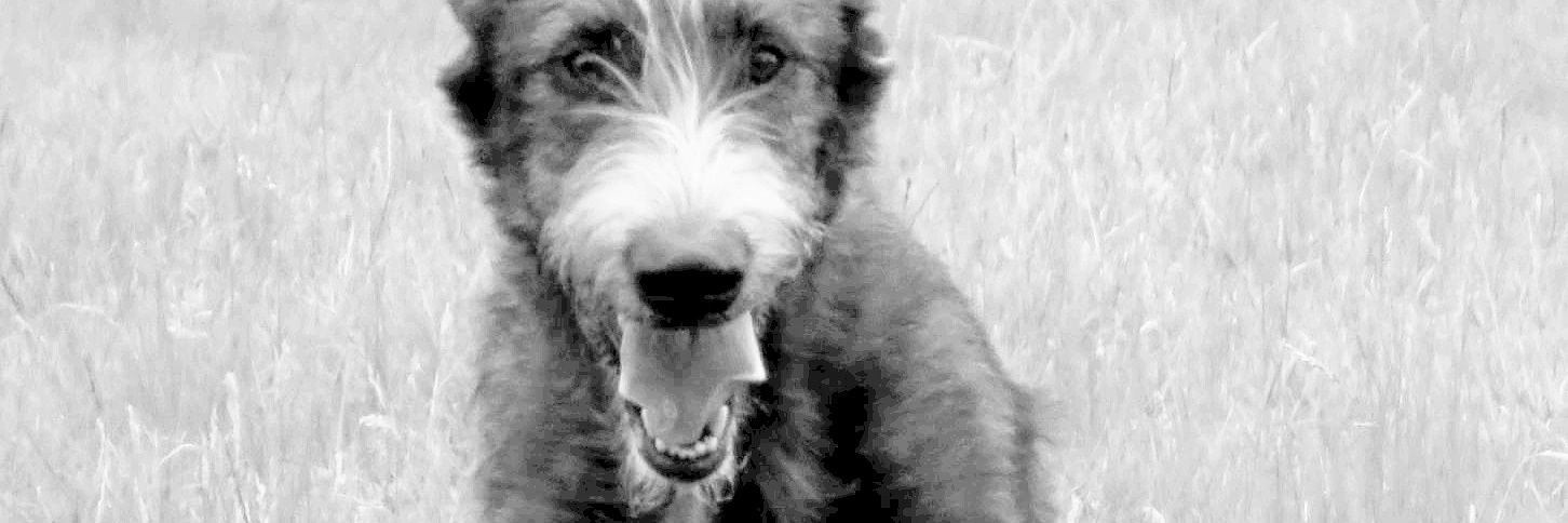 Tracyhound's profile banner image