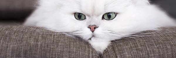 shiain Profile Banner