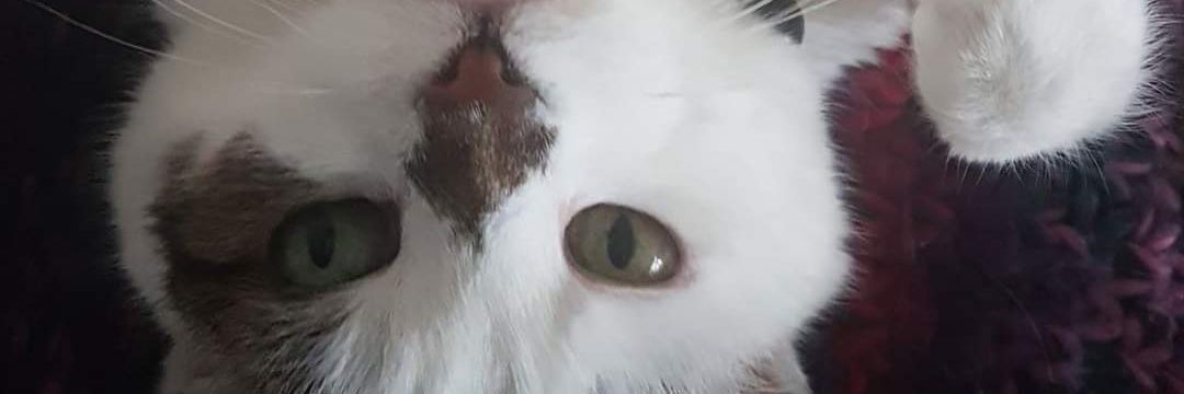 Rae 🏹🌳🌍 banner