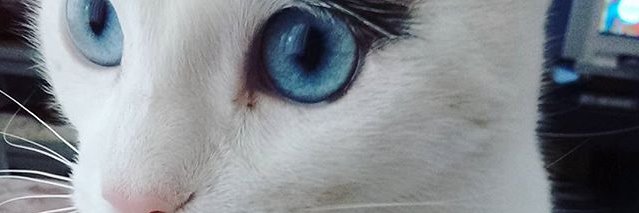 Dinutodd's profile banner image