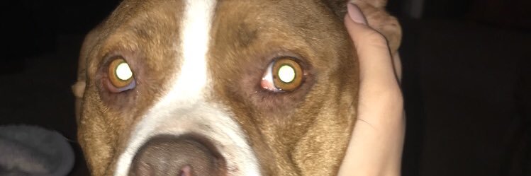 BrayleeHarbert's profile banner image