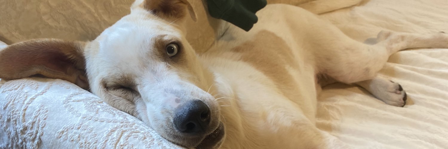 Sarah Stanley banner