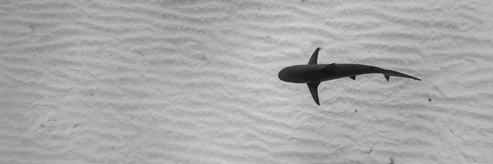 adam altogether banner