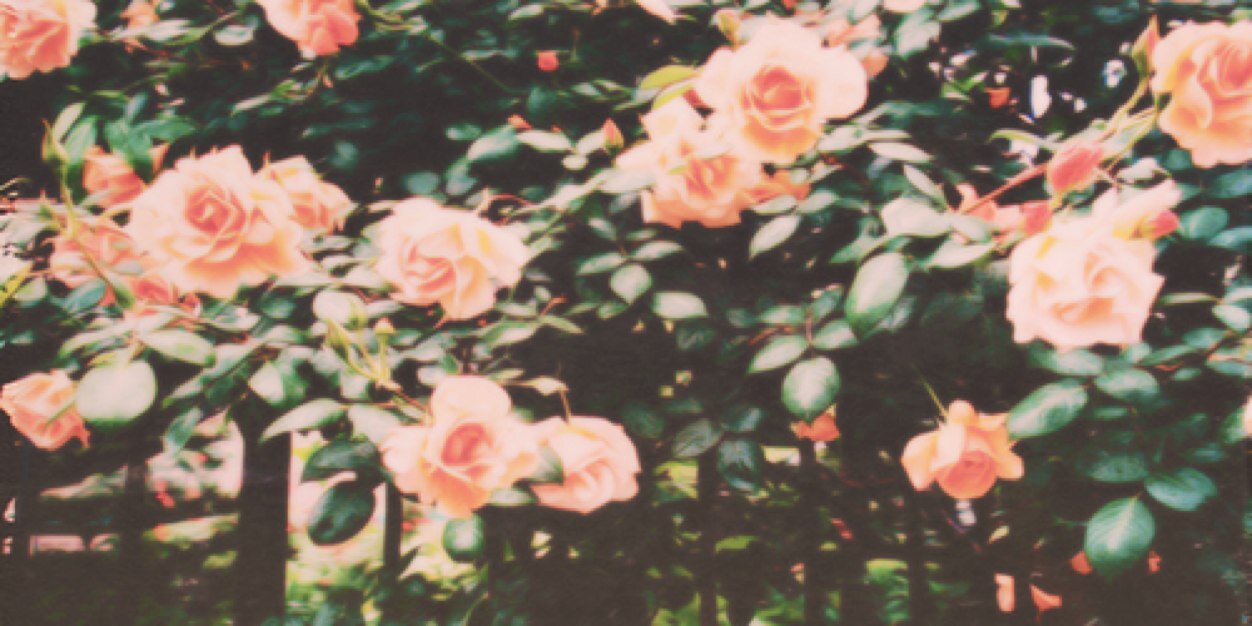 _lilLexxxx's profile banner image