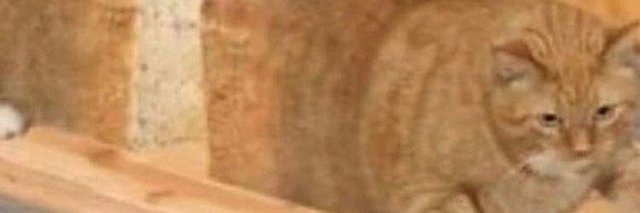 runewalshPSIV's profile banner image