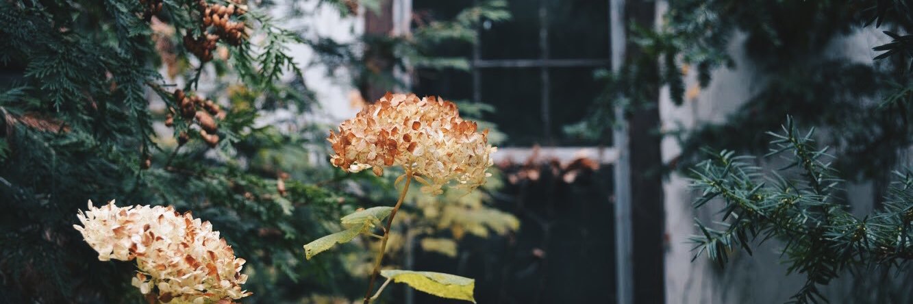 Kate Silverman banner