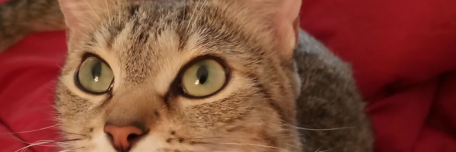 cheapskatebill1's profile banner image