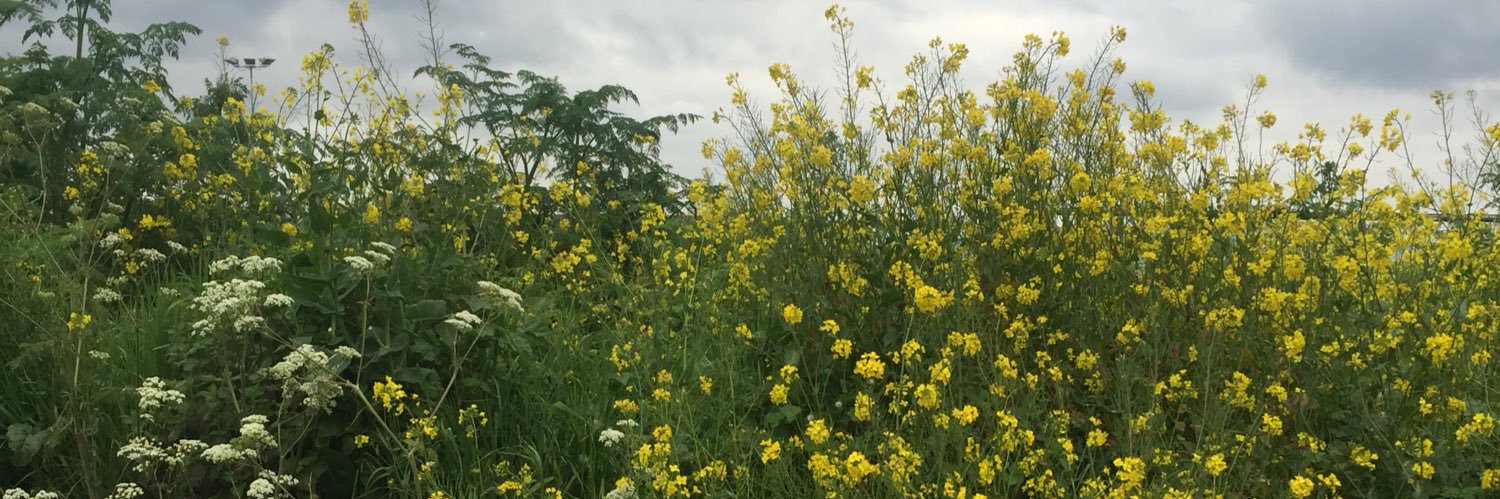 iamscott.eth🦇 banner