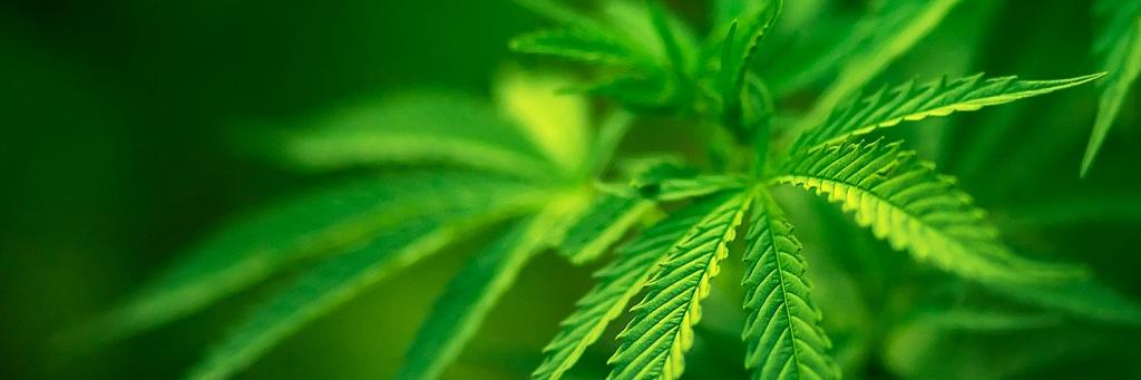 seedbongs's profile banner image