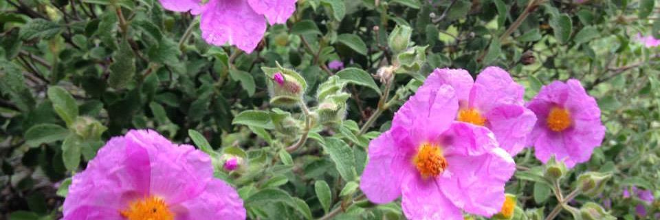 lale_leee's profile banner image