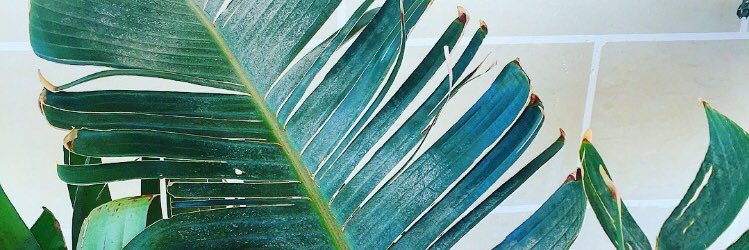 gemma_kennally's profile banner image