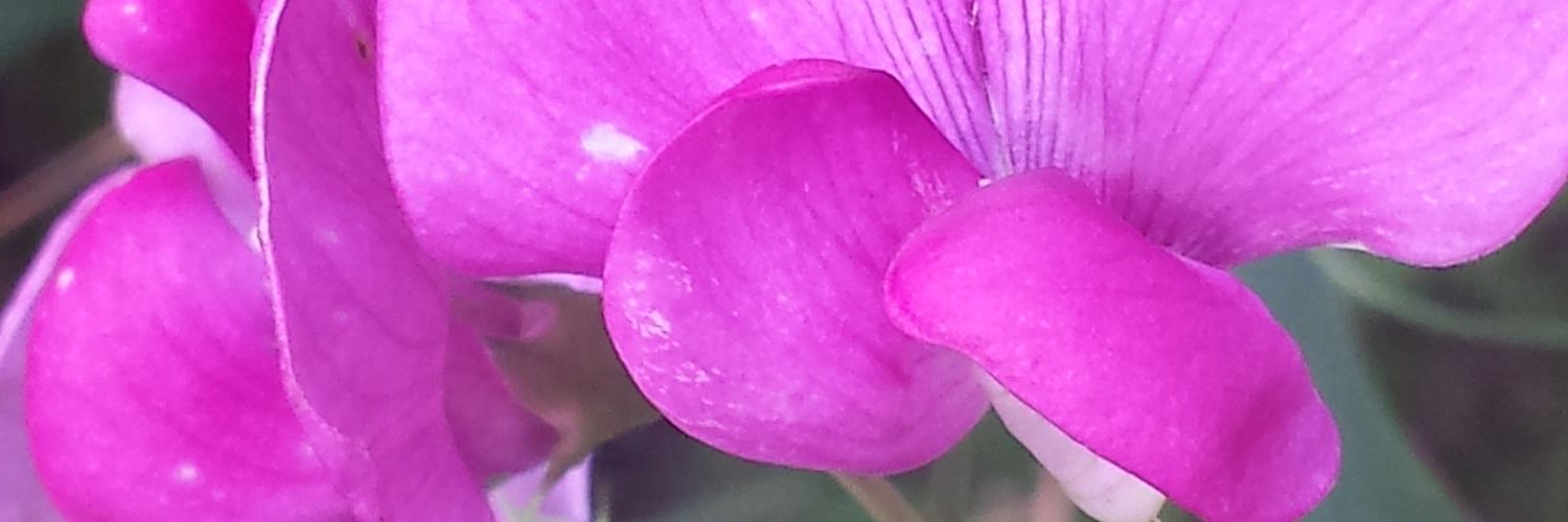 Fluffybell96's profile banner image