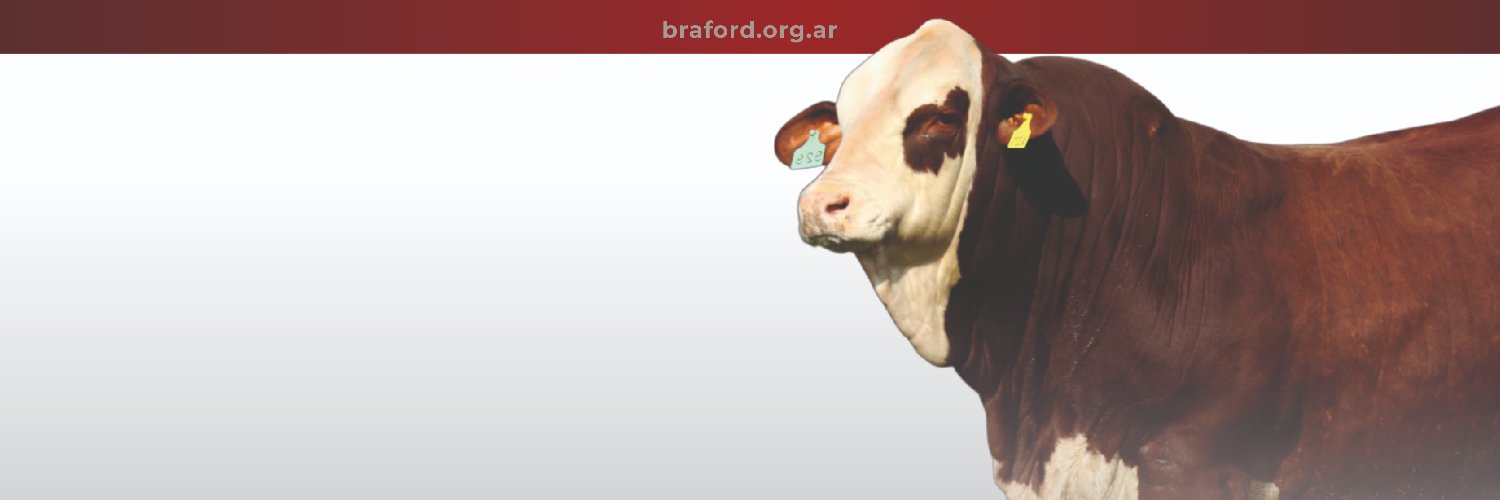 Braford Argentina banner