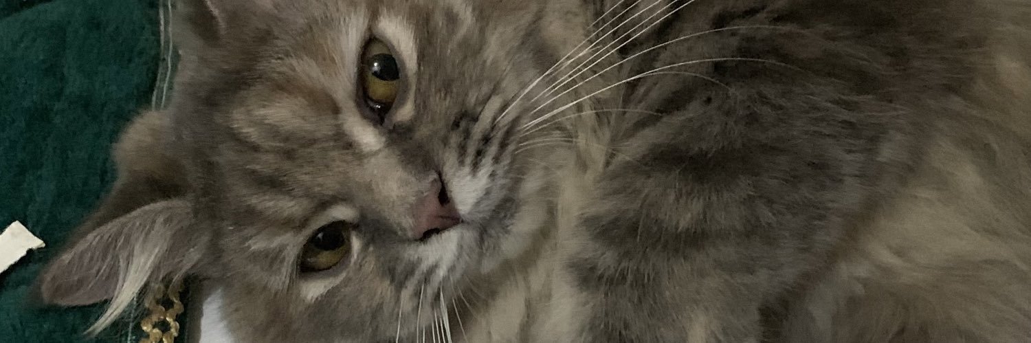 zeppylinn's profile banner image