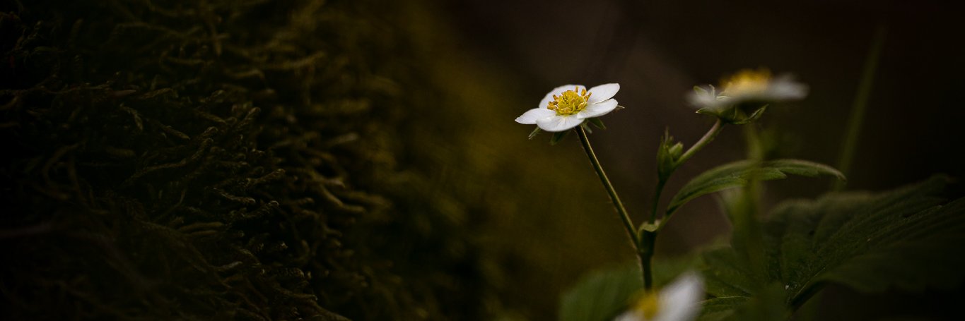 Johan A. Stenberg banner