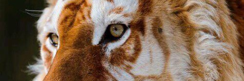 LE_TERRIBLE_666's profile banner image