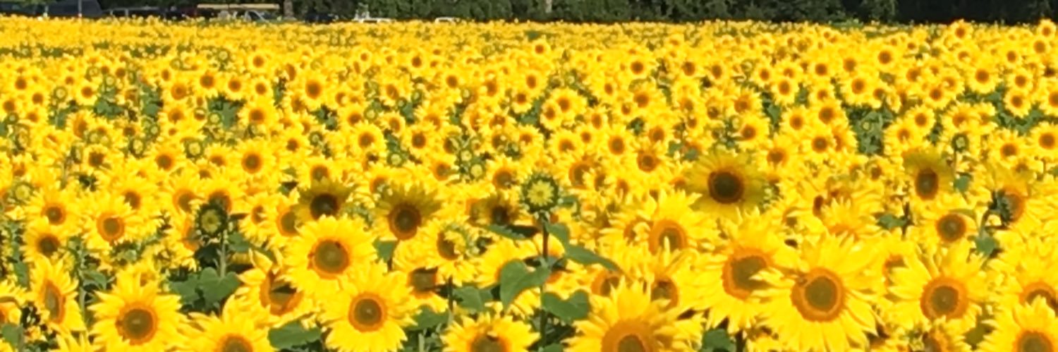 Laura Fuhrman banner