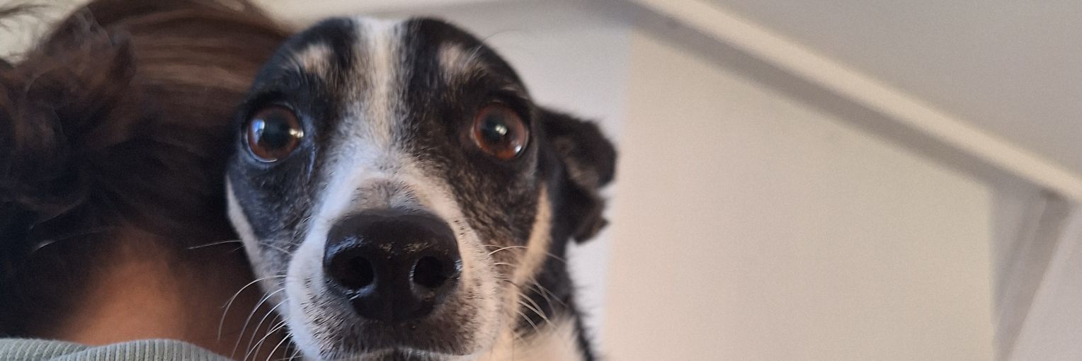 Regina Barczyk-Zawadzka banner