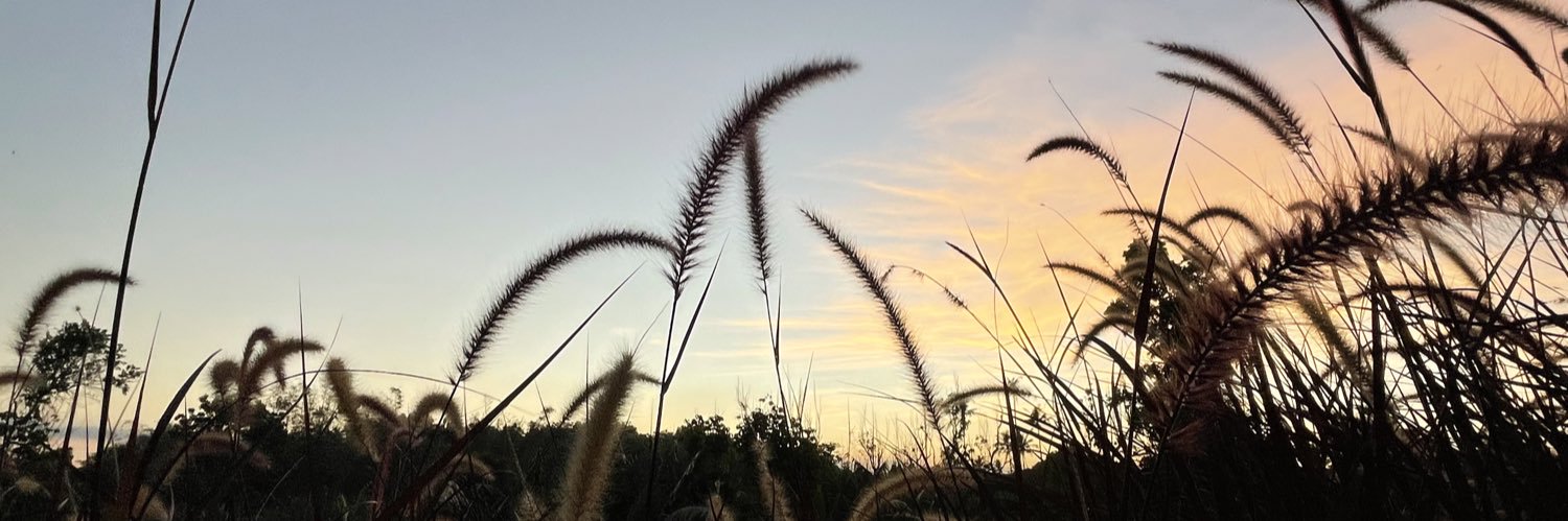 patricialaco's profile banner image