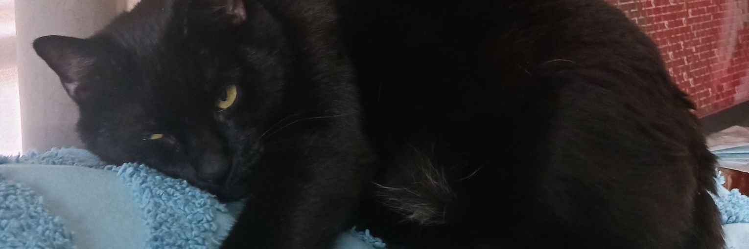 deedee_burnett's profile banner image