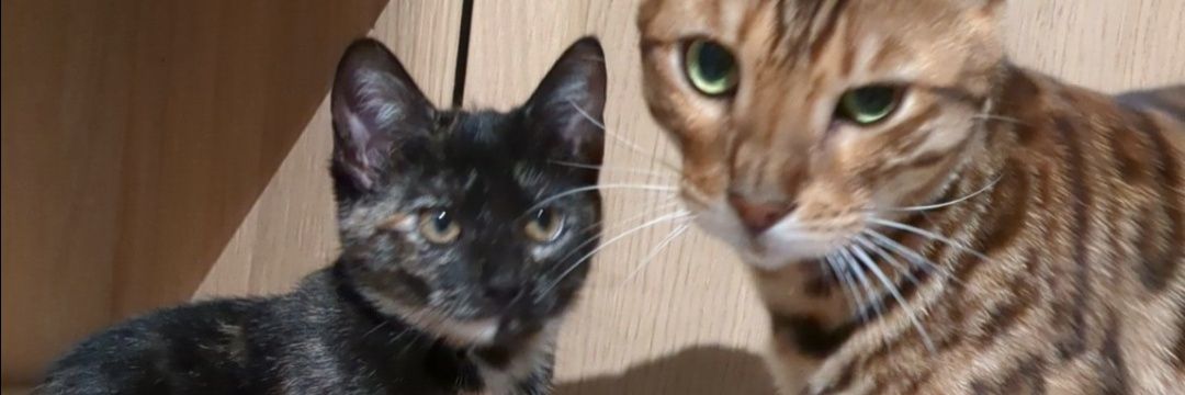 Vetle Gunapala banner