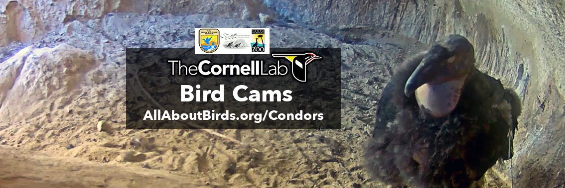 CornellCondors's profile banner image