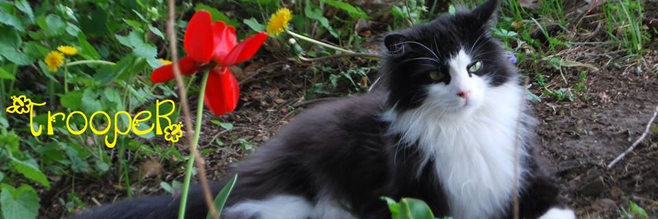 TrooperTHKitten's profile banner image