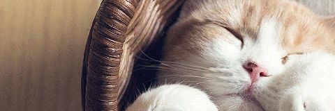 con_sta_nce's profile banner image