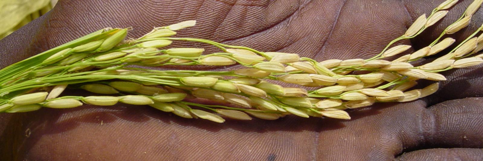 The Drivers of Food Choice Program banner