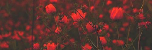 Karma {Busco Rol} banner