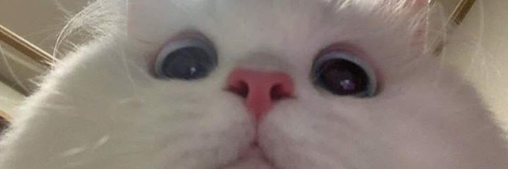 Cormmo_bibabo's profile banner image