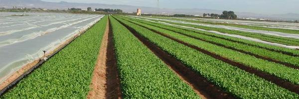 ASAJAMURCIA Profile Banner