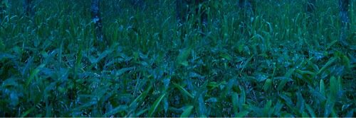 ignitelahey's profile banner image