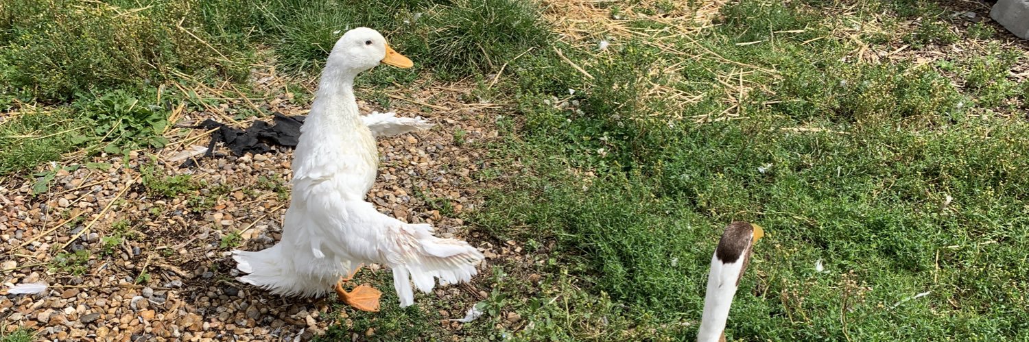 televisionduck's profile banner image