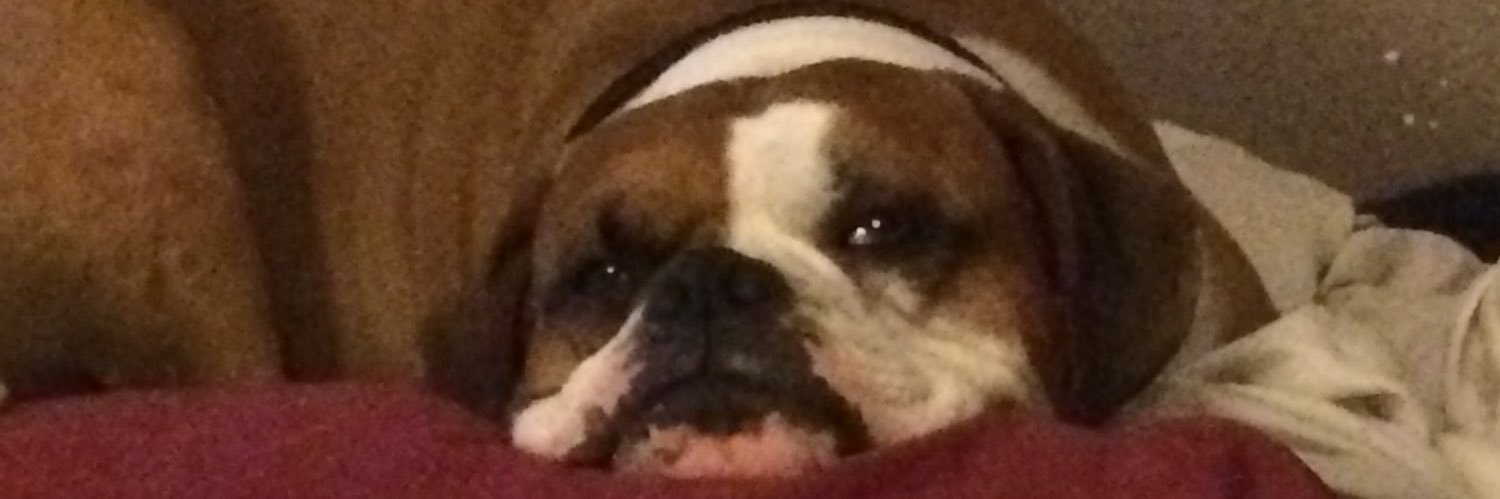 NOTbobbymurray's profile banner image