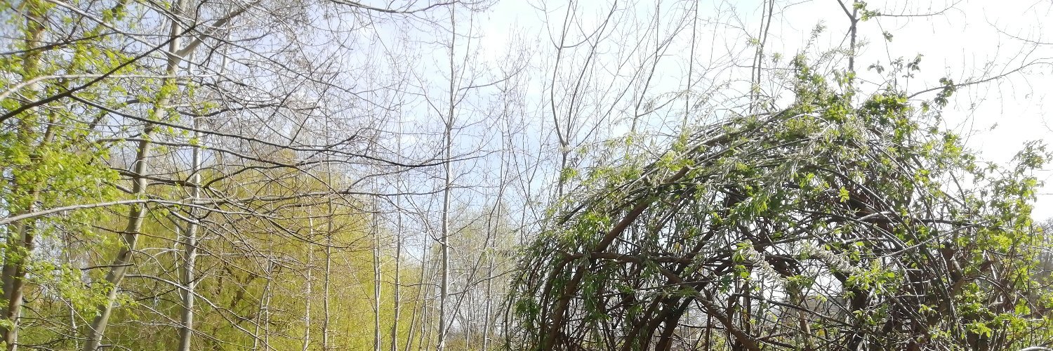 frangenever's profile banner image