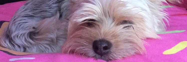 Mariaredfoo3's profile banner image