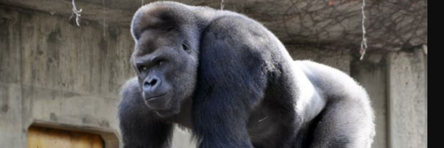 silverback1090's profile banner image