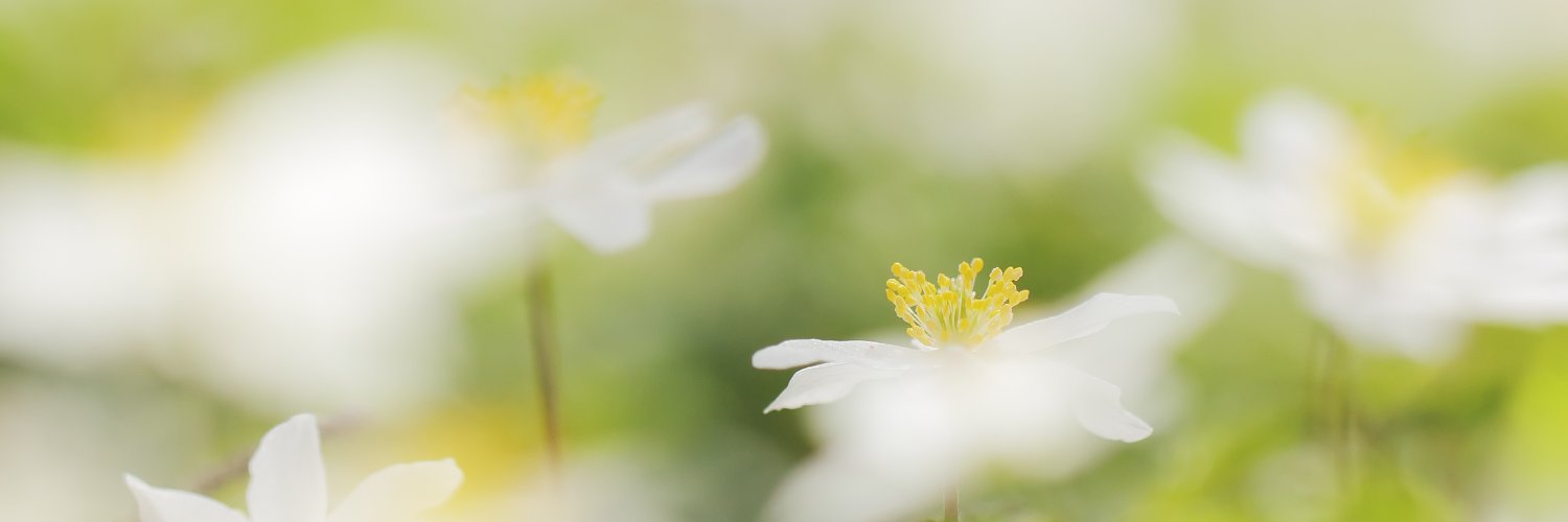 sarabstrom's profile banner image