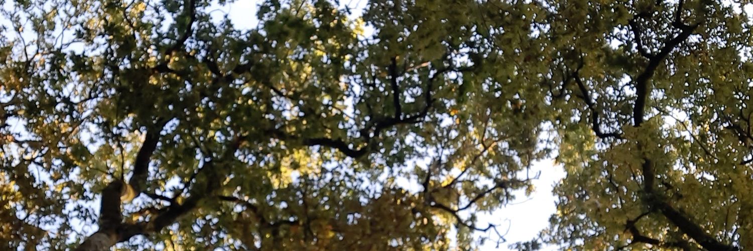 Ro_Barreiro's profile banner image