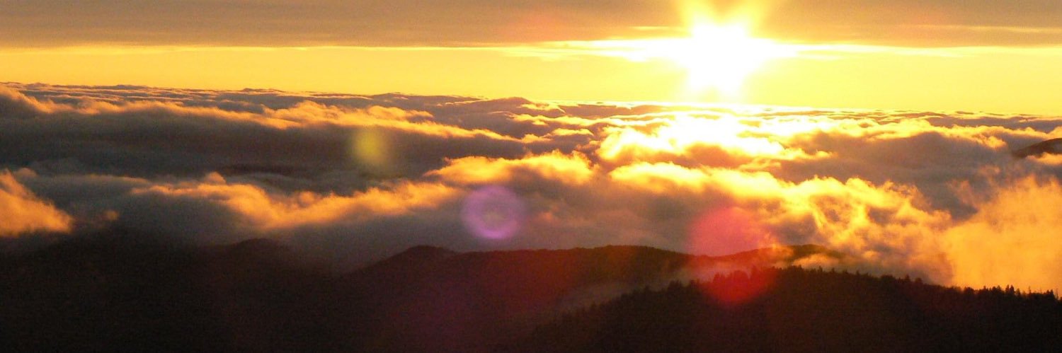 Rhonda Kohlmeyer banner