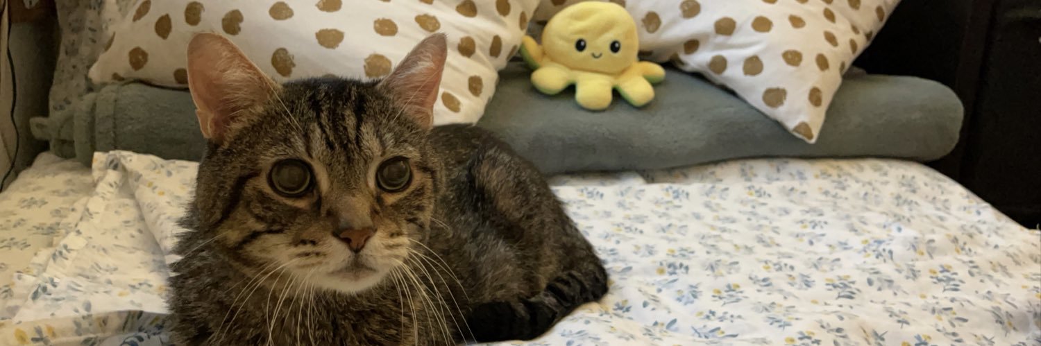 somesickcat's profile banner image
